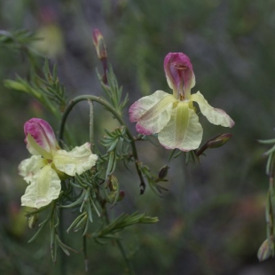 Lechenaultia linarioides